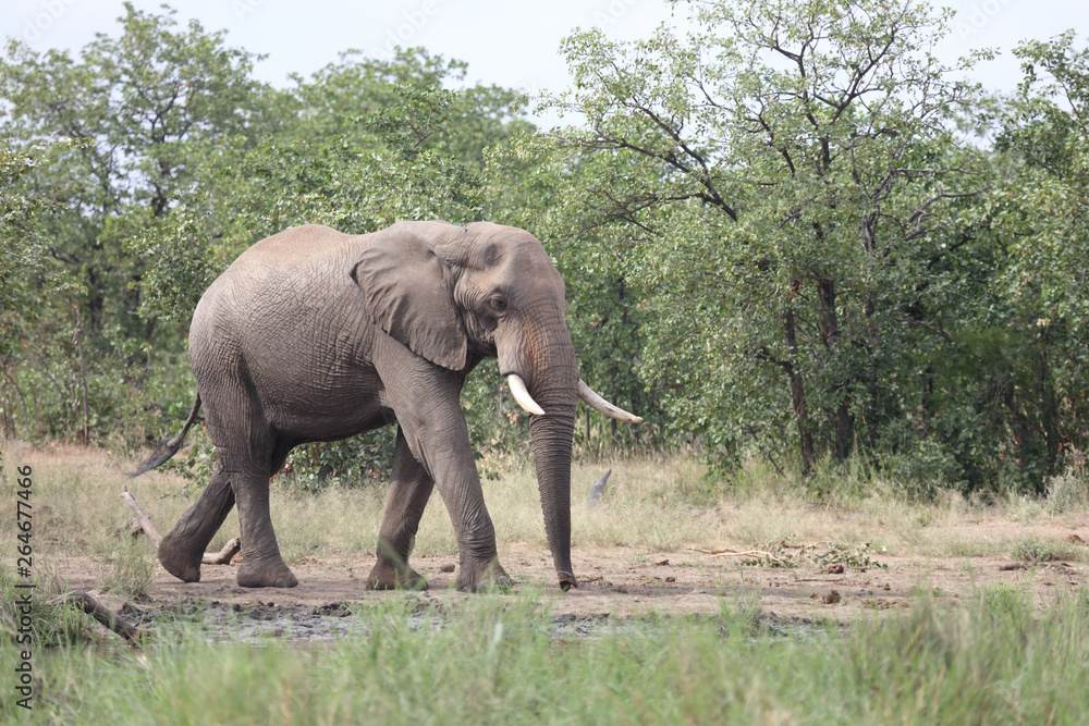 Afrikanischer Elefant / African elephant / Loxodonta africana