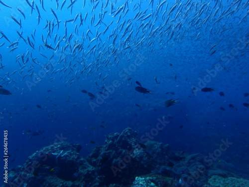 小魚が群れるインド洋