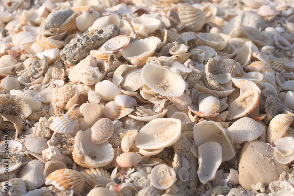 Seashells on a sandy ocean beach