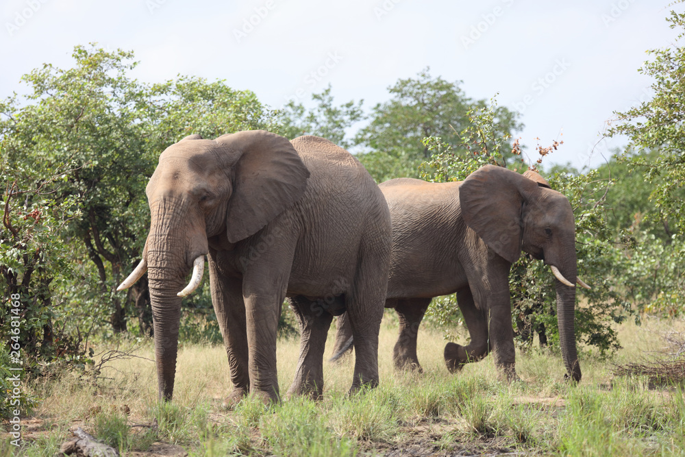 Afrikanischer Elefant / African elephant / Loxodonta africana Afrikanischer Elefant / African elephant / Loxodonta africana