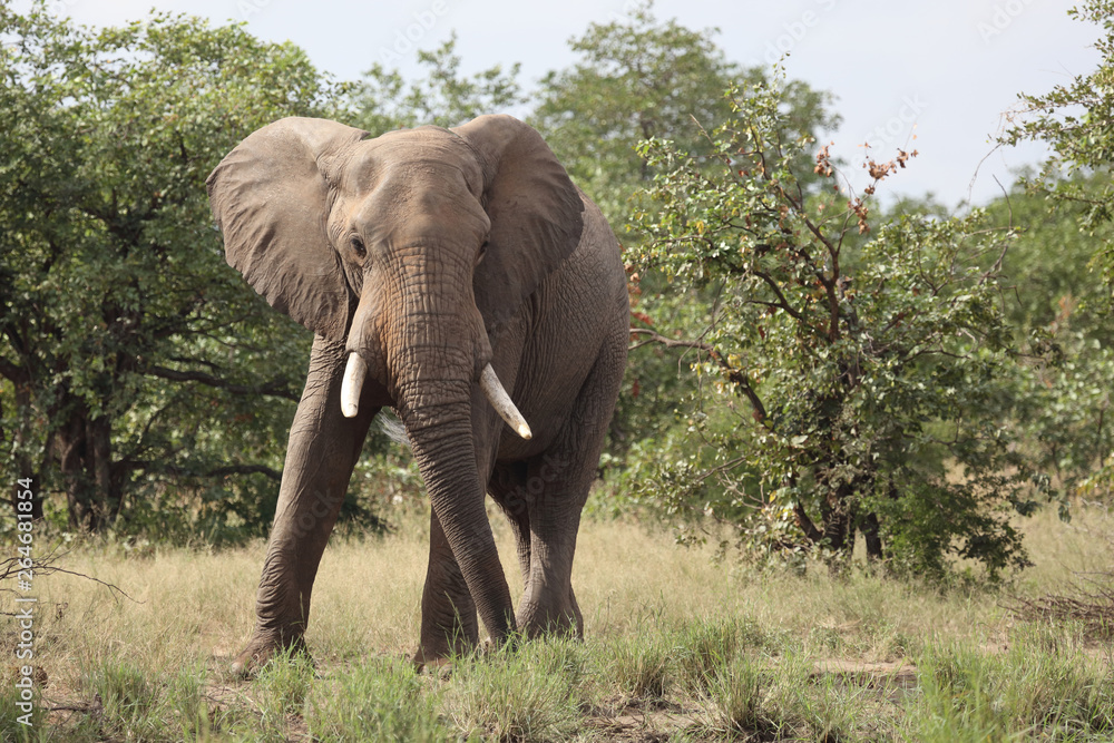 Afrikanischer Elefant / African elephant / Loxodonta africana Afrikanischer Elefant / African elephant / Loxodonta africana