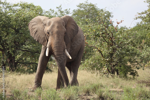 Afrikanischer Elefant   African elephant   Loxodonta africana