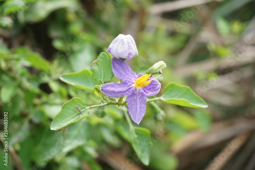 Solanum trilobatum flower in nature garden photo