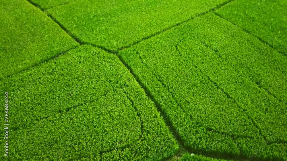 Aerial close-up plant field young green grass rice sprouts wheat useful culture moves wind. White bird takes off. Agriculture production grow natural landscape. Vegetarianism ecology. Meditation calm Aerial close-up plant field young green grass rice sprouts wheat useful culture moves wind. White bird takes off. Agriculture production grow natural landscape. Vegetarianism ecology. Meditation calm