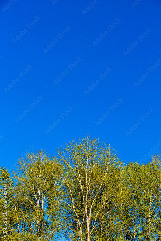 tree and blue sky