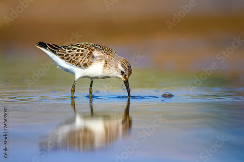 Cute little water bird. Colorful nature background. Little Stint. Calidris minuta. photo