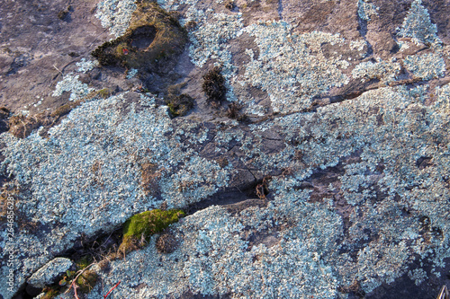 lichens on a rock