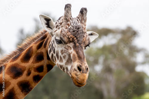portrait of giraffe © Peter