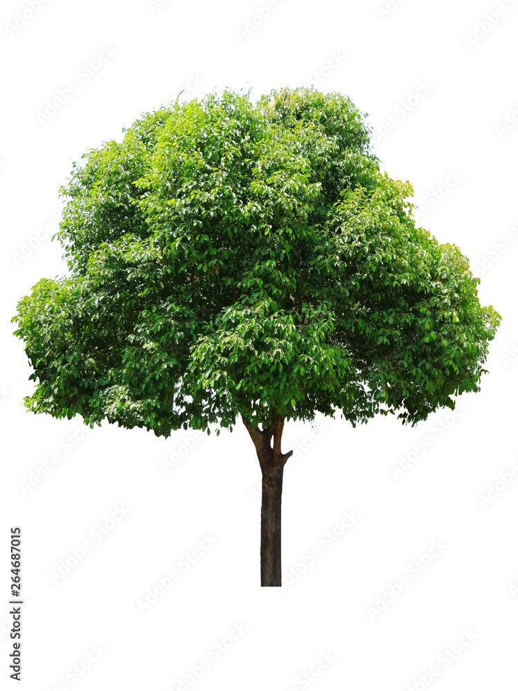 Beautiful fresh green deciduous tree isolated on pure white background for graphic. with clipping path Beautiful fresh green deciduous tree isolated on pure white background for graphic. with clipping path