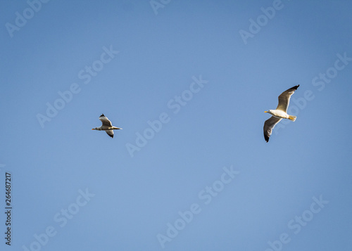 Two gulls