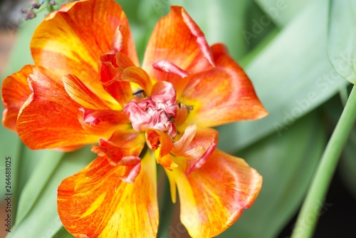 orange flower