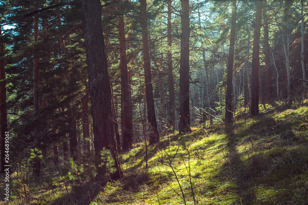 Fototapeta premium sunset in the mountains