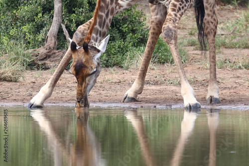 Canvas Print Giraffe / Giraffe / Giraffa Camelopardalis