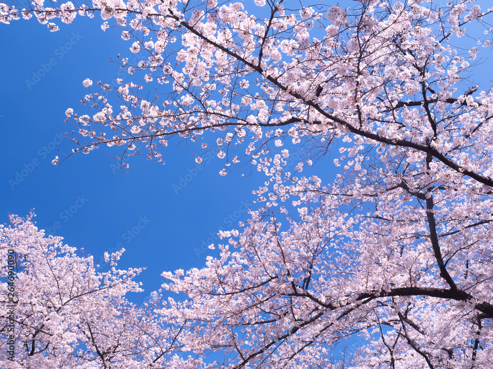 桜が満開の上野公園