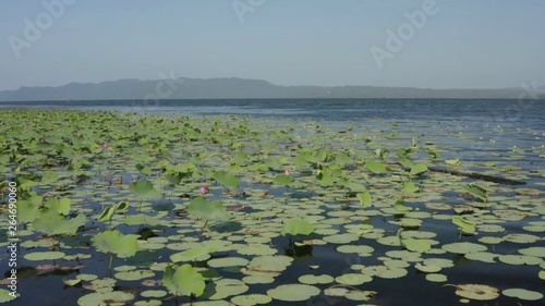 aquatic plants