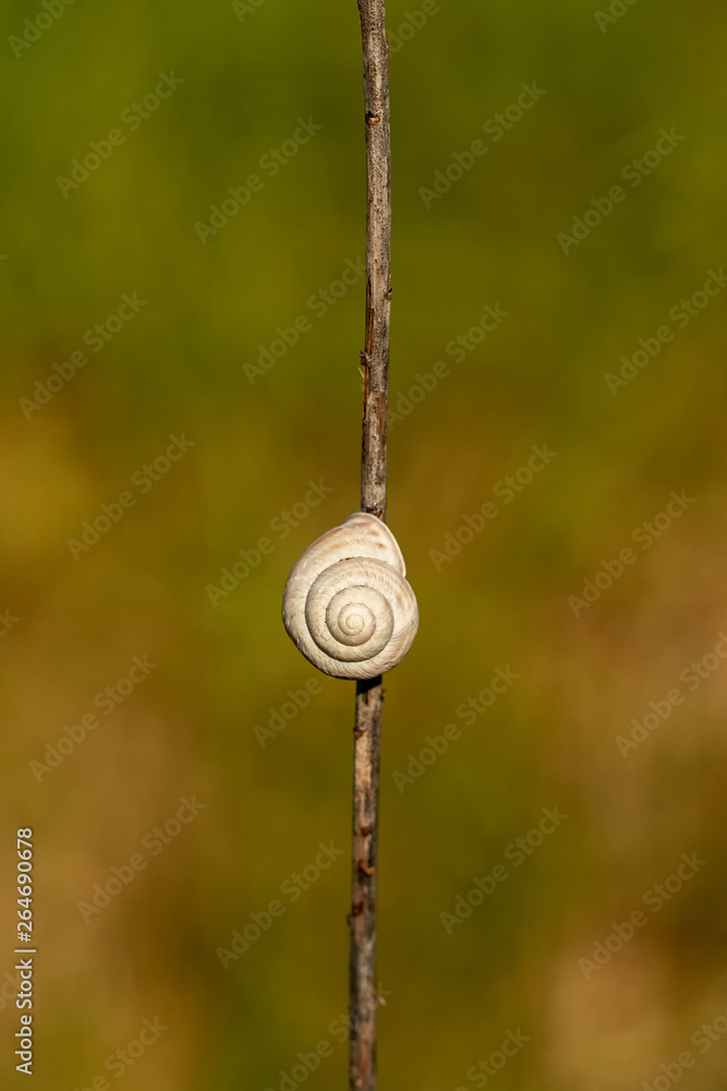 Fototapeta premium Nature