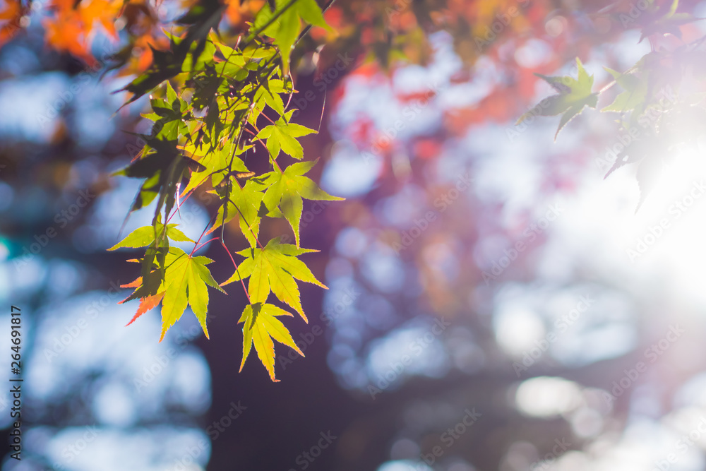 Green maple leaves in autumn season at japan for background. Green maple leaves in autumn season at japan for background.