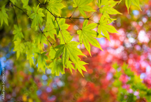 Green maple leaves in autumn season at japan for background.