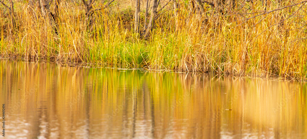 Grass and reed with reflection in the pond Grass and reed with reflection in the pond