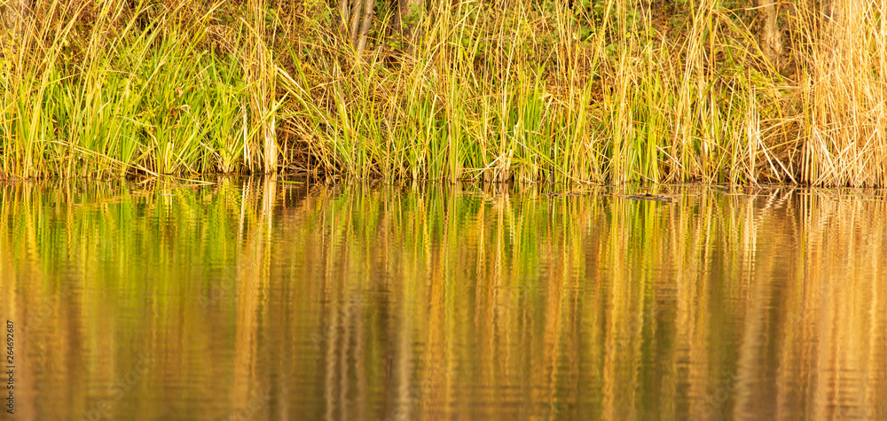 Grass and reed with reflection in the pond Grass and reed with reflection in the pond