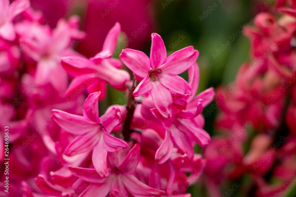 Lilac hyacinth flowers in spring. Hyacinth flowering background.  