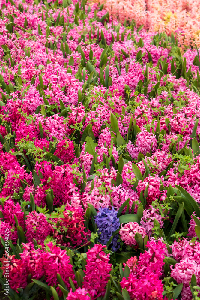 Naklejka premium Lilac hyacinth flower in meadow. Hyacinth flowering background. 