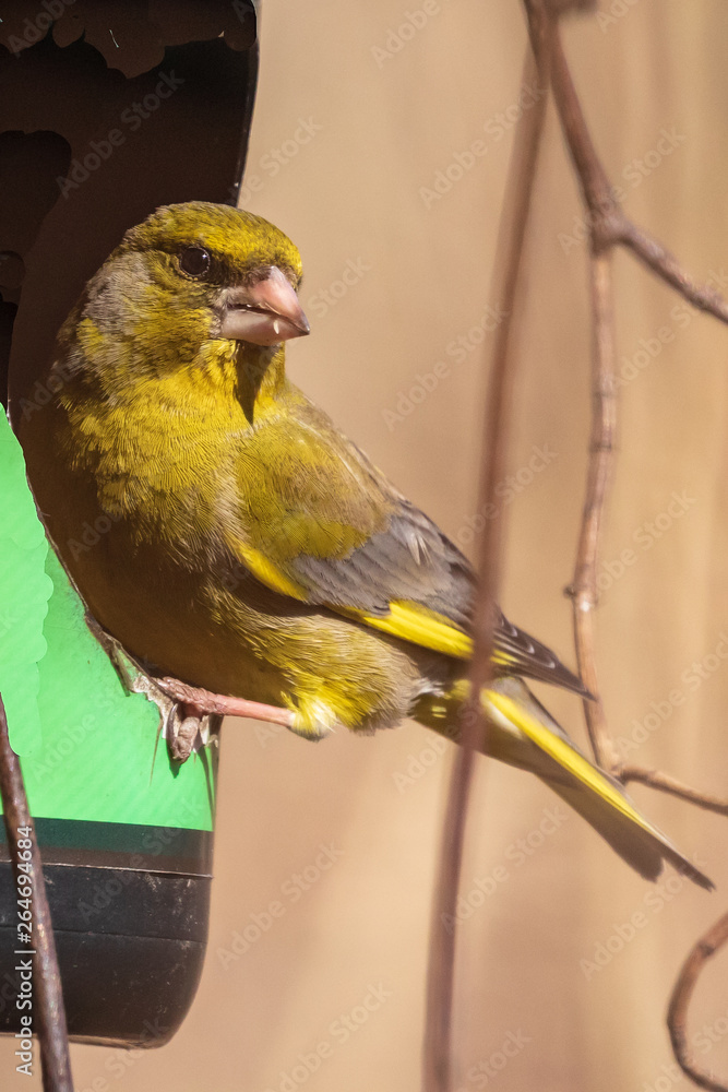 Obraz premium A bright greenfinch sits on the feeder in the park and looks at the photographer. Urban green and yellow warbler in the nature habitat. Close-up.