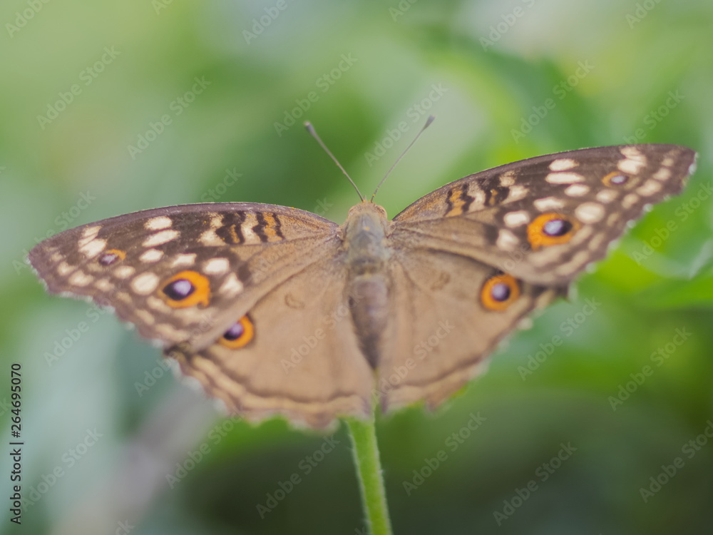 Close up Lemon Pansy Butterfly resting on green leaf with nature blurred background. Close up Lemon Pansy Butterfly resting on green leaf with nature blurred background.