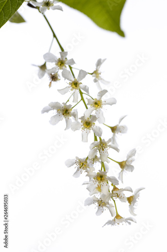 hackberry (prunus padus) isolated on white background