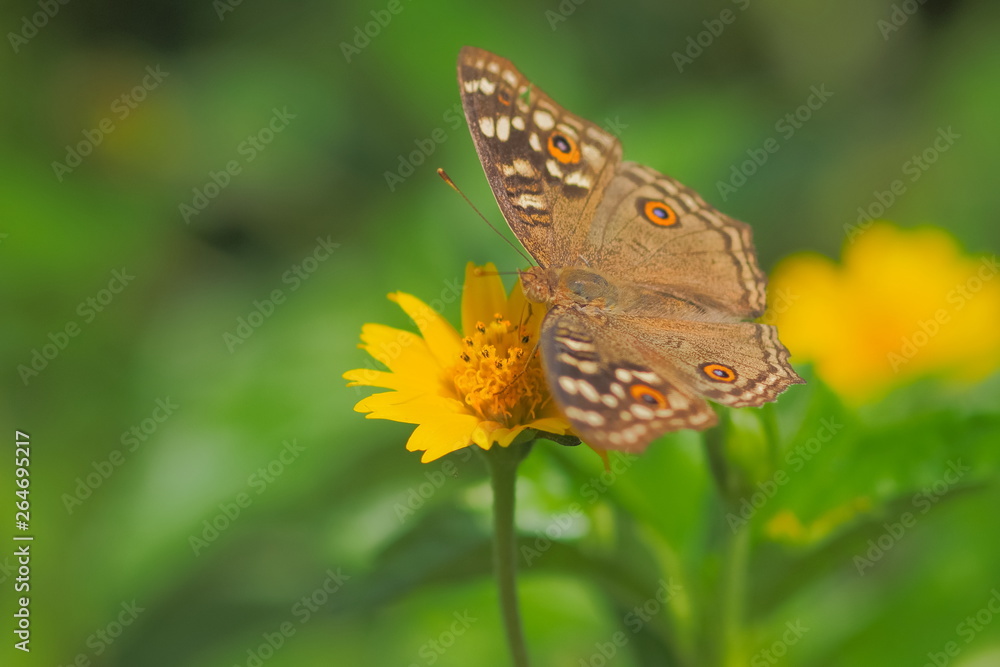 Close up Lemon Pansy Butterfly feeding on pollen of yellow flower with nature blurred background. Close up Lemon Pansy Butterfly feeding on pollen of yellow flower with nature blurred background.
