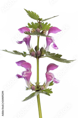 spotted dead-nettle (Lamium maculatum) isolated on white background © unpict
