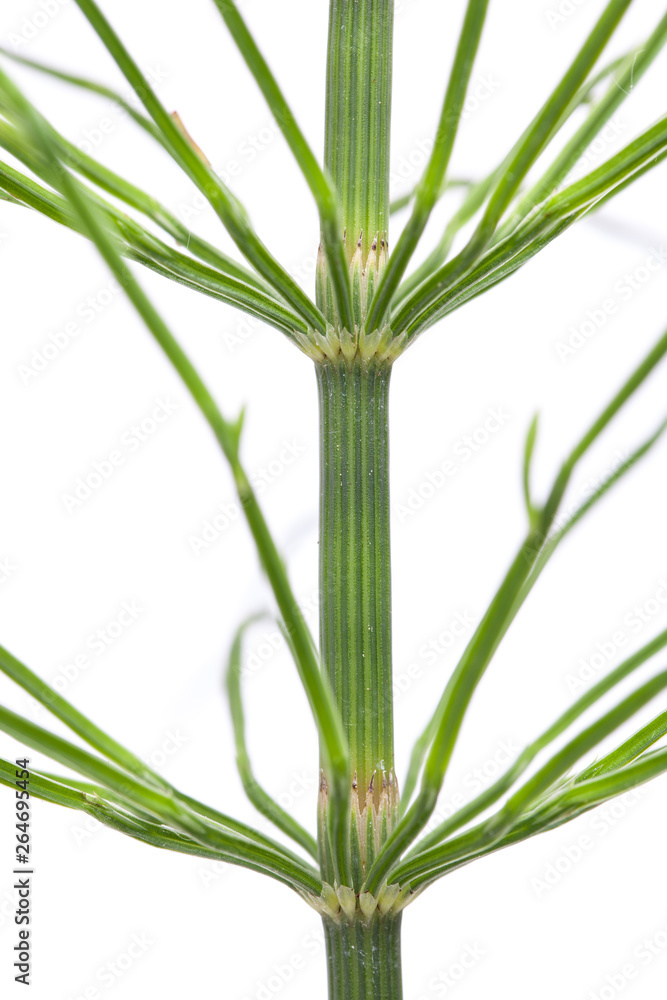 Fototapeta premium common horsetail (Equisetum, arvense) on white background