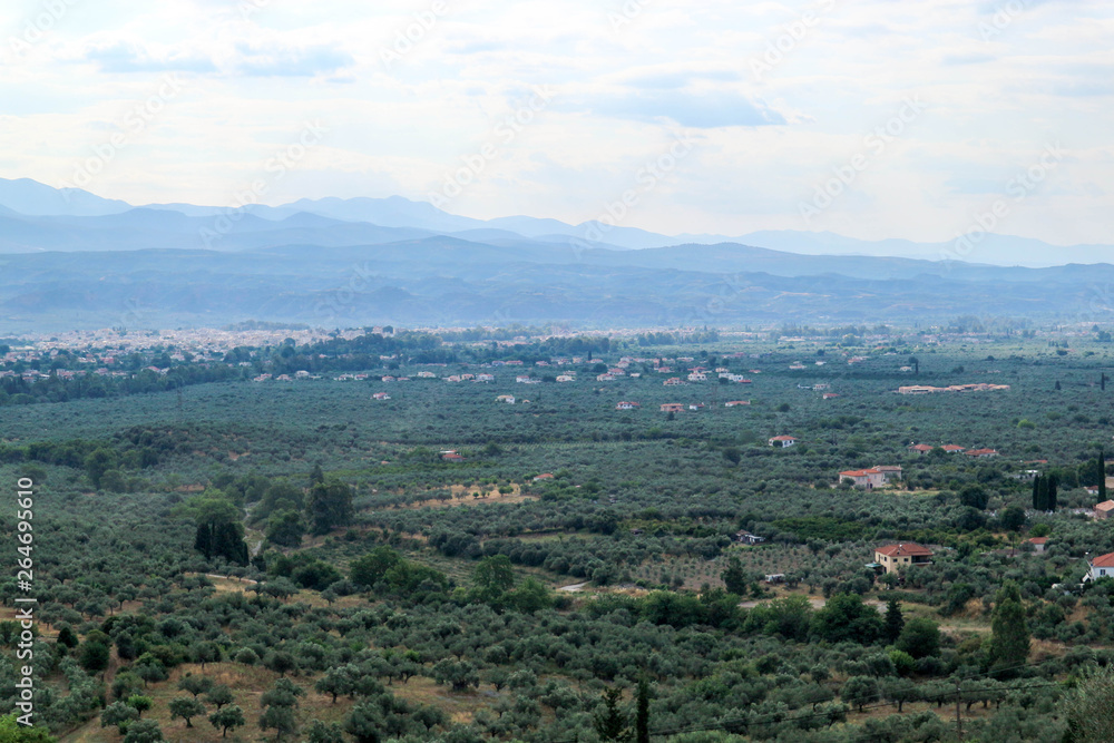 olive groves to horizon in the valley near Sparta, Greece