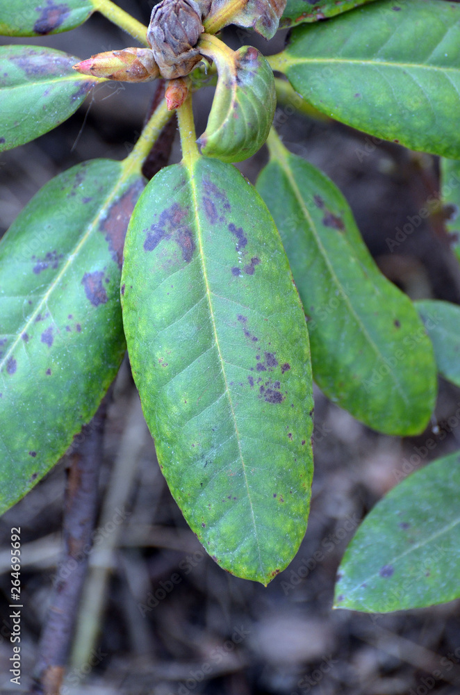 Leaves of rhododendron damaged by Fusarium oxysporum or Phytophthora