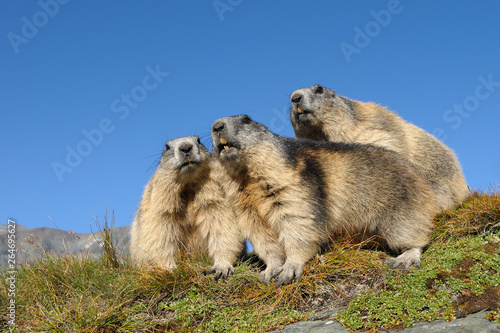 Alpine marmots, Marmota marmota, Hohe Tauern National Park, Austria, Europe © Ana Gram