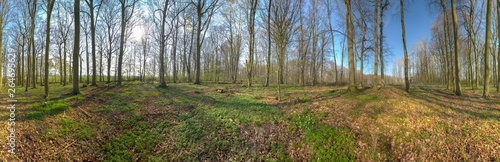 a 360 degree panorama in a forest in spring