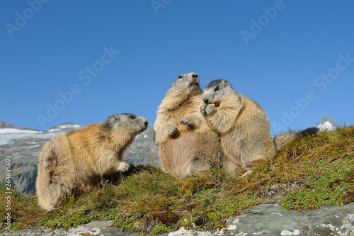 Alpine marmots, Marmota marmota, Hohe Tauern National Park, Austria, Europe © Ana Gram