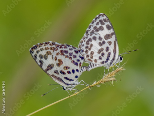 Close up Castalius rosimon (common pierrot) butterfly mating on branch with green nature blurred background.