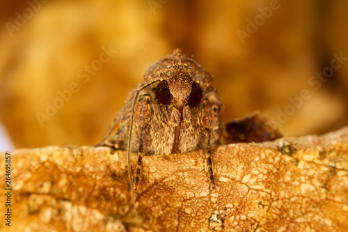 Portrait head of clothes moth. Macro photography. Natural yellow background. photo