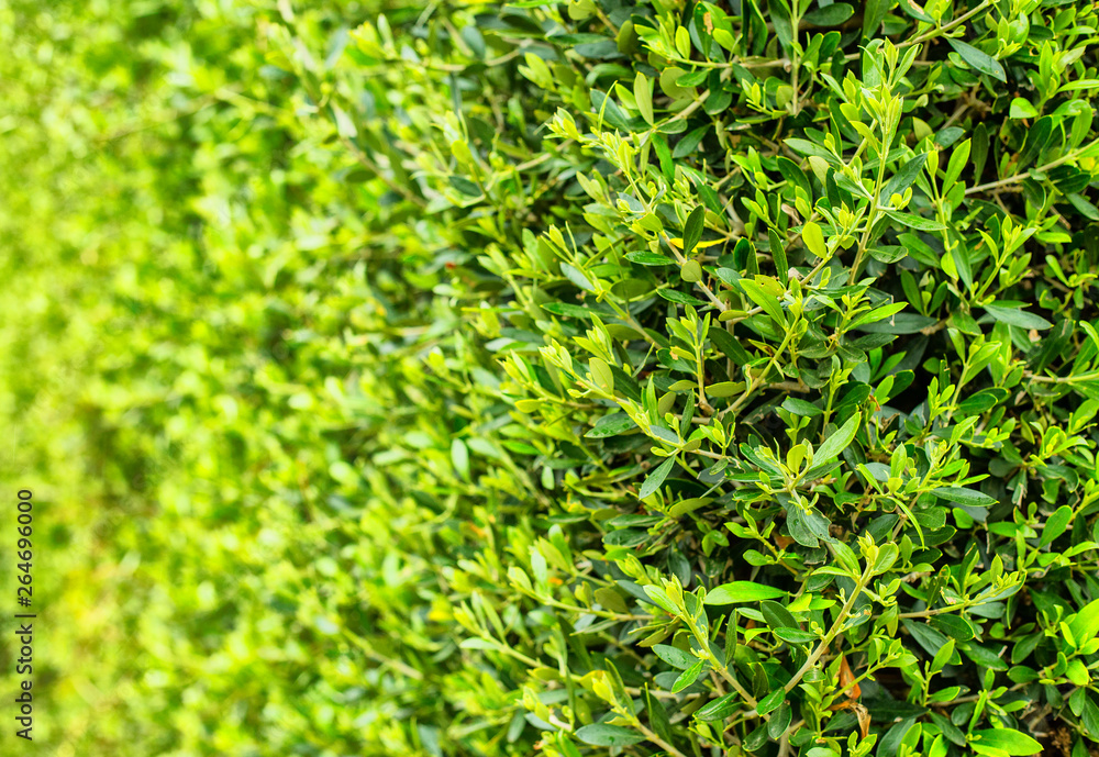 Decorative plants wall in a garden Decorative plants wall in a garden
