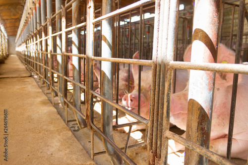 industrial pigs hatchery to consume its meat