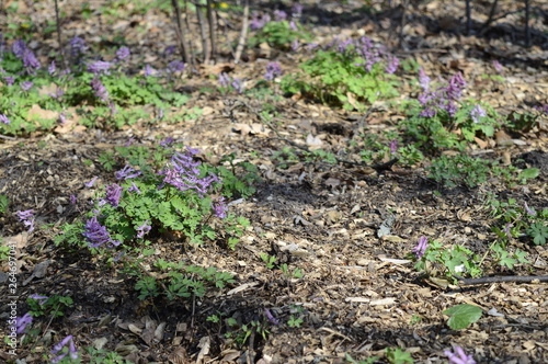 Closeup corydalis solida with blurred background in spring forrest