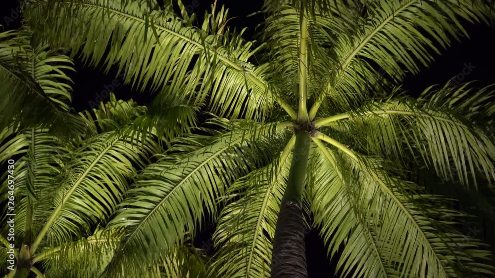 View of the green palm leaves, which are illuminated by artificial lighting at night, Singapore . Tropical palm leaves sway from the wind View of the green palm leaves, which are illuminated by artificial lighting at night, Singapore . Tropical palm leaves sway from the wind