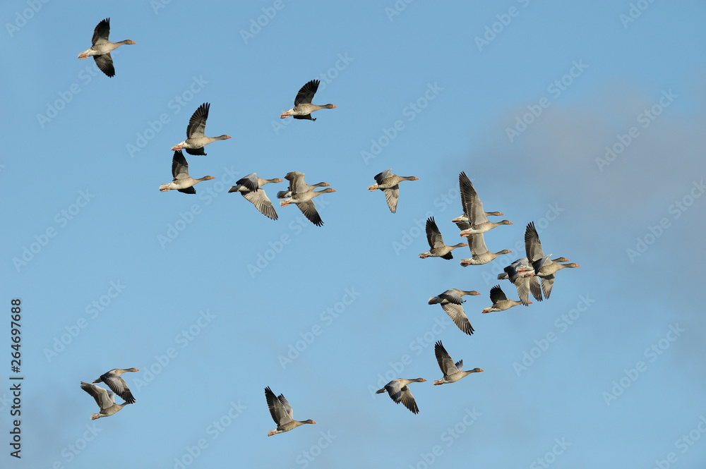 Flock of Greylag Geese, Anser anser, Germany, Europe Flock of Greylag Geese, Anser anser, Germany, Europe