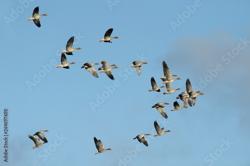 Flock of Greylag Geese, Anser anser, Germany, Europe