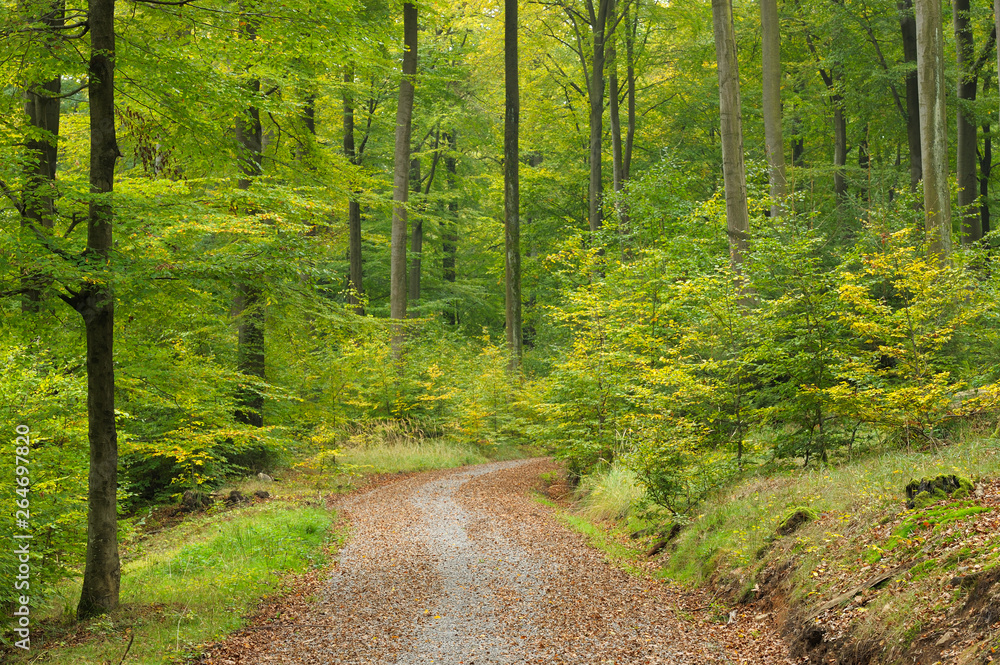 Beech Forest in Autumn, Nature Park, Spessart, Bavaria, Germany, Europe Beech Forest in Autumn, Nature Park, Spessart, Bavaria, Germany, Europe