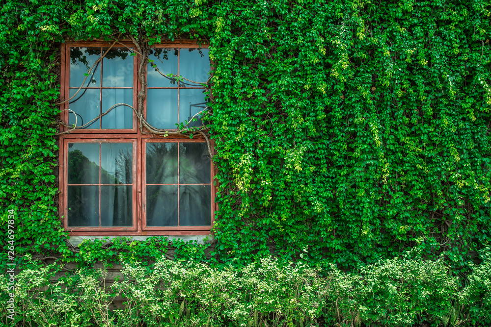 Window, Clambering, Glass - Material, Vegetable Garden, Window Frame