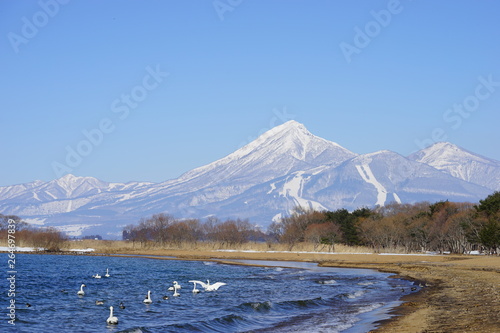 Plakat 冬の磐梯山と猪苗代湖と白鳥と