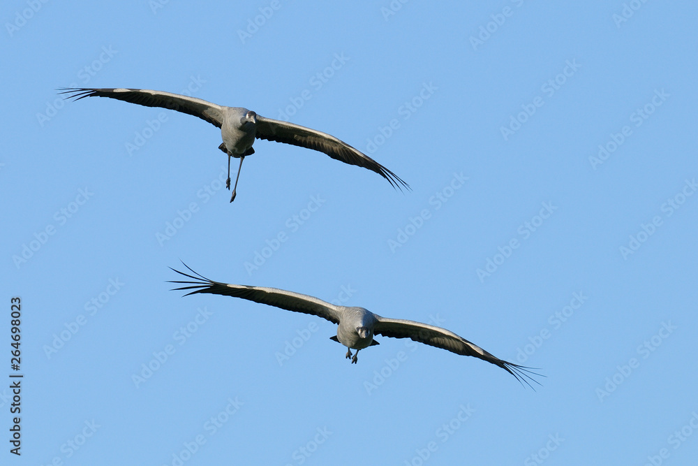 Common cranes, Grus grus, Germany, Europe