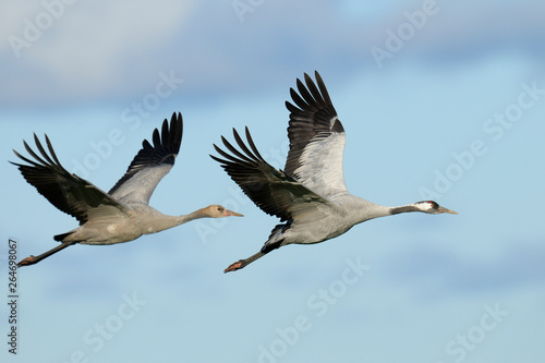 Common cranes, Grus grus, Germany, Europe